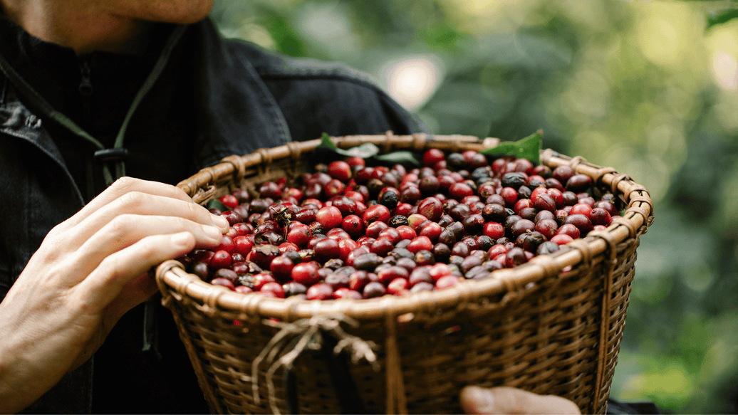 Coffee Harvest Season
