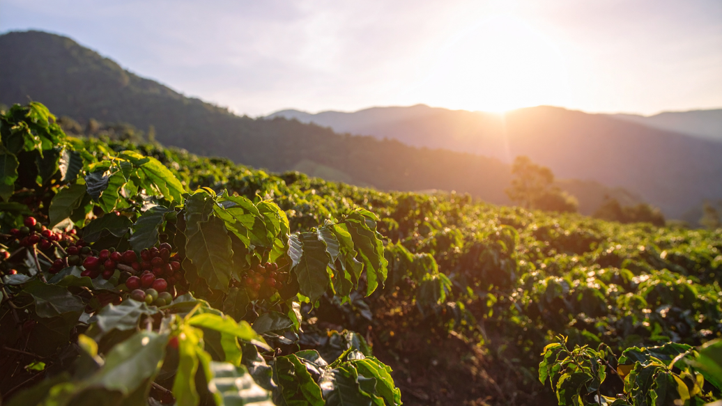 Why Elevation Matters in Coffee Farming