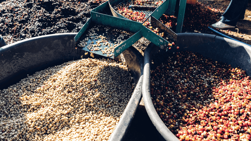 Natural vs. Washed Coffee Processing