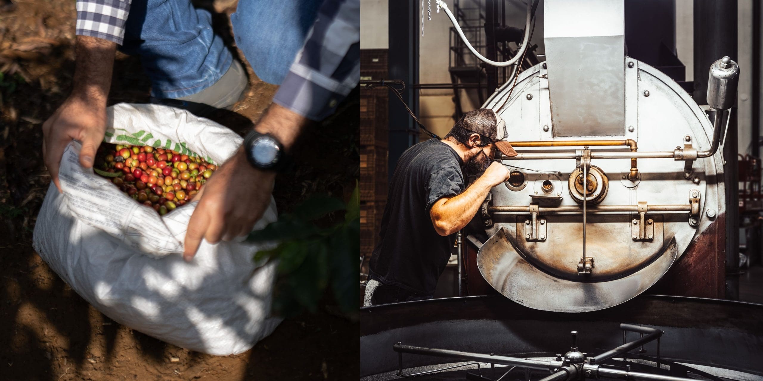 Coffee cherries and photo of coffee roaster smelling coffee beans.