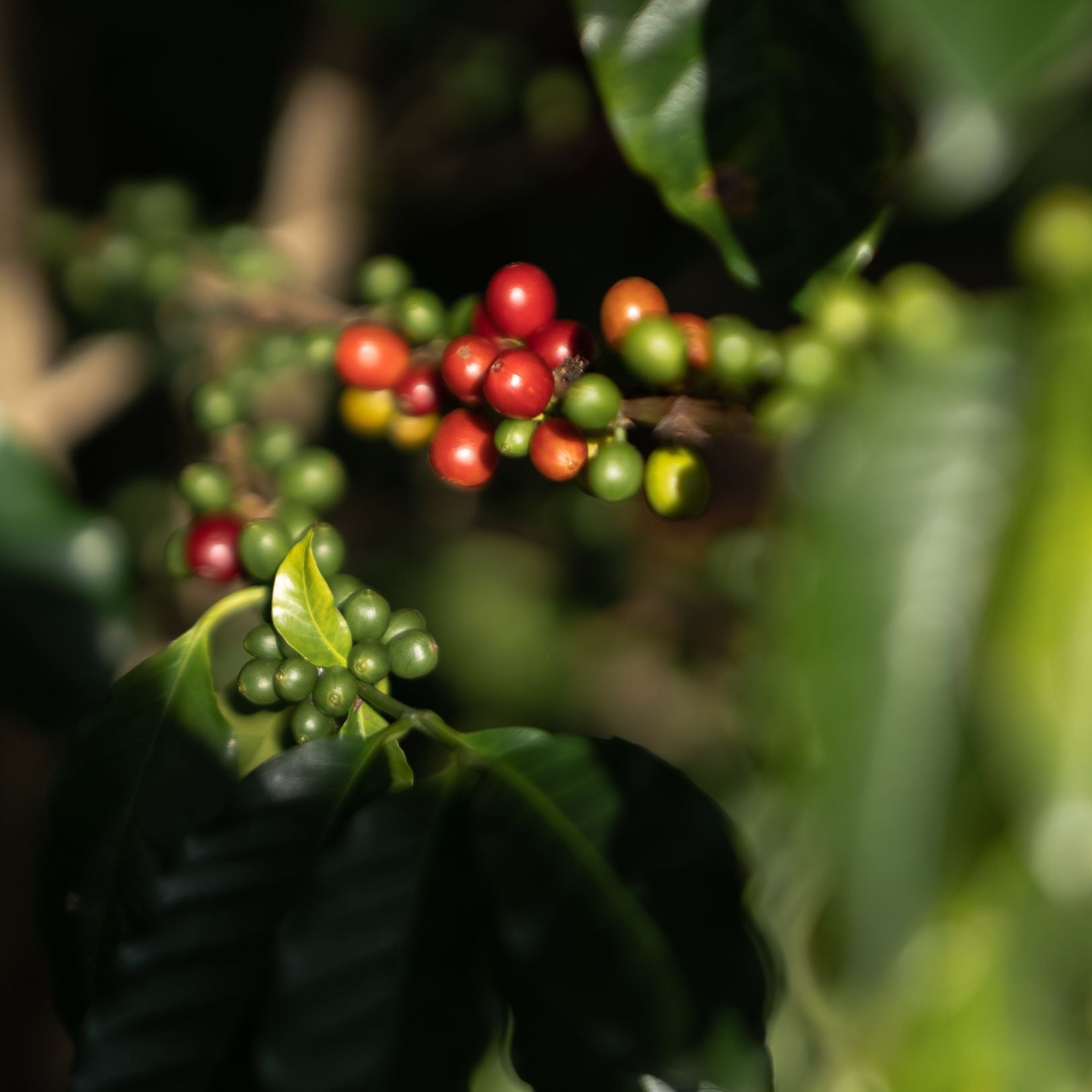 Coffee cherries at a farm.