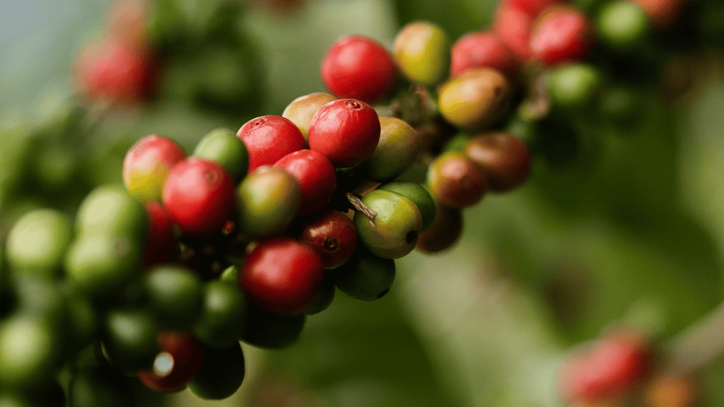 From Farm to Cup: Why Coffee Origin Matters