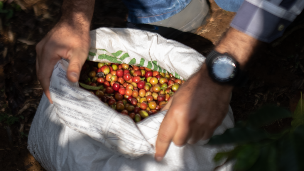 From Soil to Soul: The Story of Ernesto Mierisch