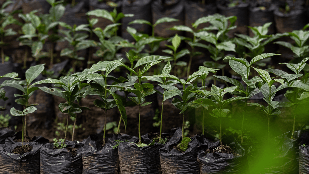 How Java City Supports Sustainable Coffee