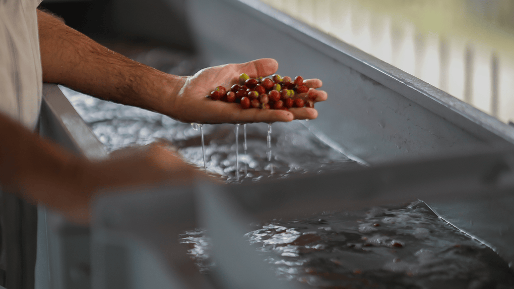 Our Sustainable, Direct Trade Coffee