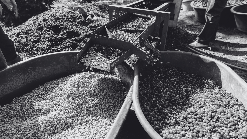 Washed vs Natural Coffee at the Farm Level