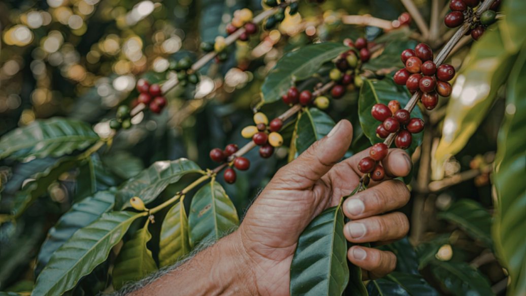 What Happens After Coffee Is Harvested? From Coffee Farm to Roastery
