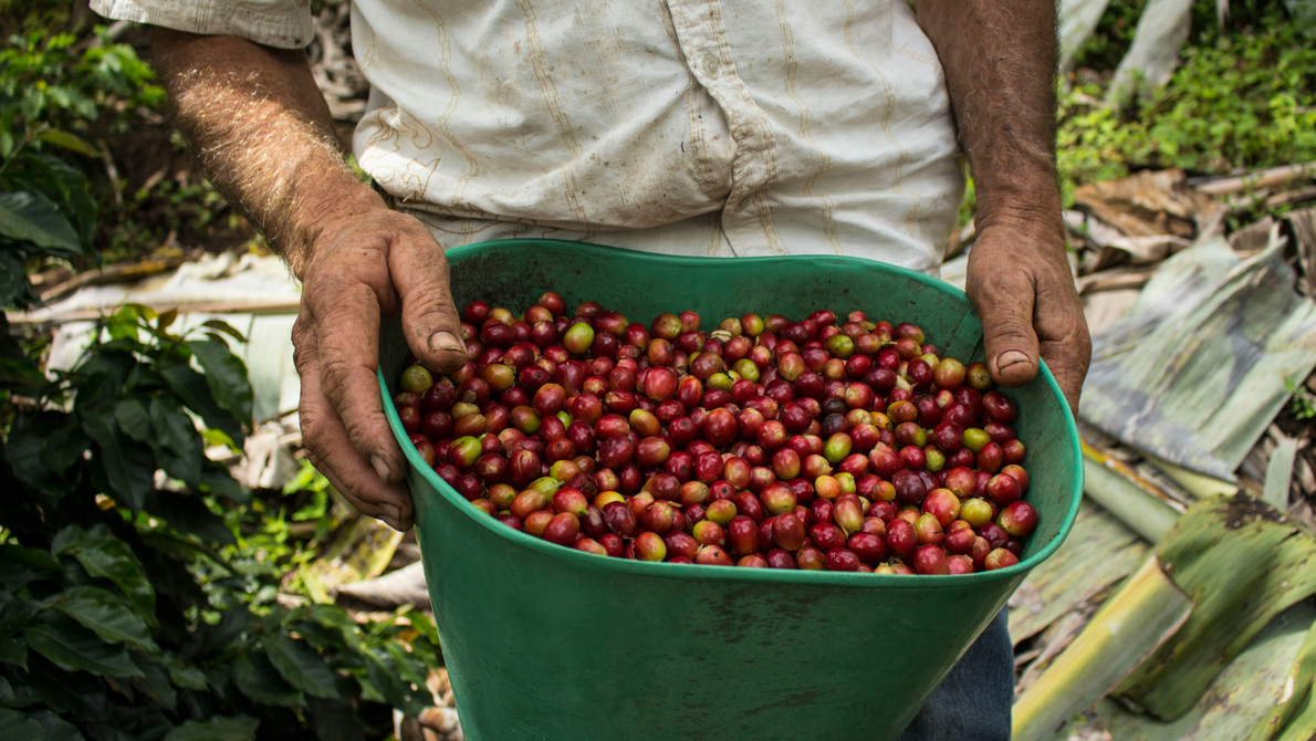 What Is Single-Origin Coffee?