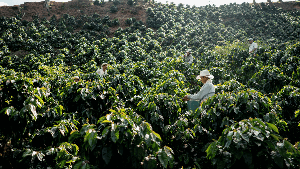 What Sustainable Coffee Really Means