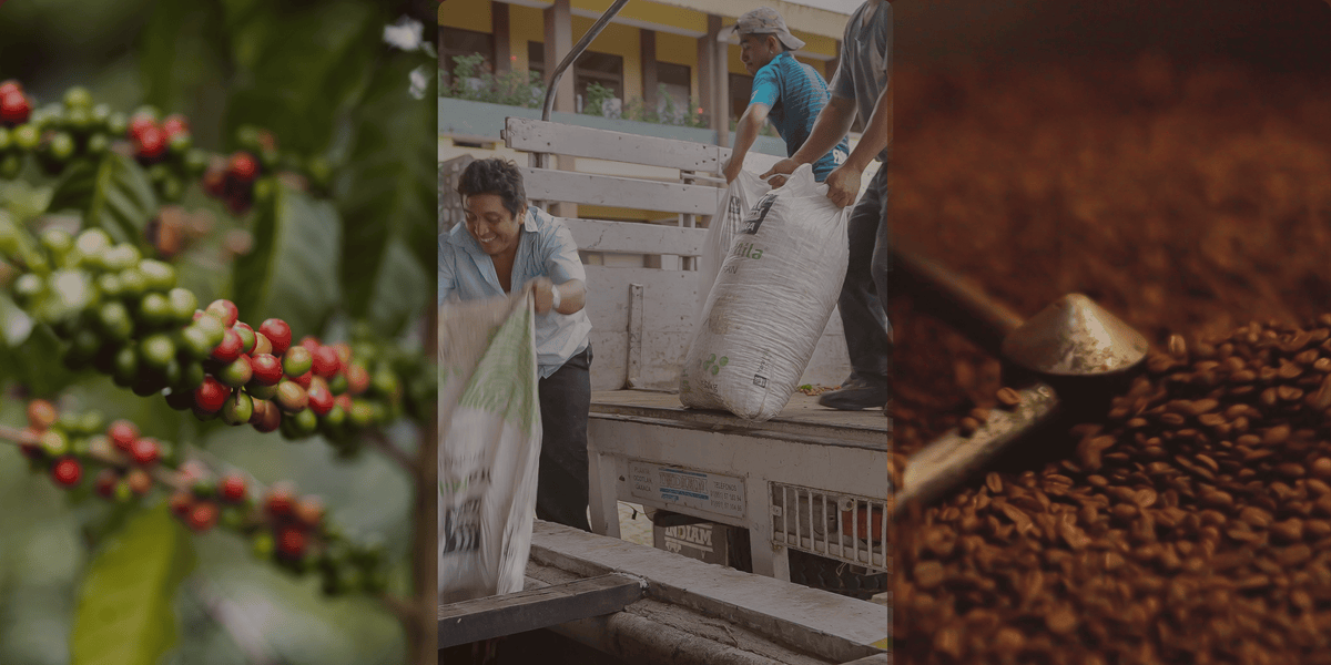 Java City | Nationwide Coffee Wholesale & Small-Batch Roaster